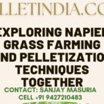 How does the farming and pelletizing process of Napier Grass work?