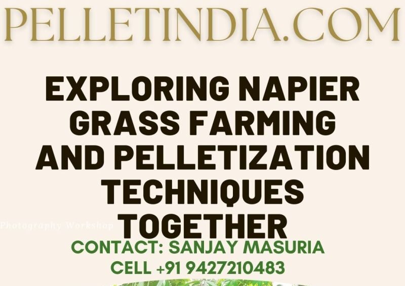 How does the farming and pelletizing process of Napier Grass work?