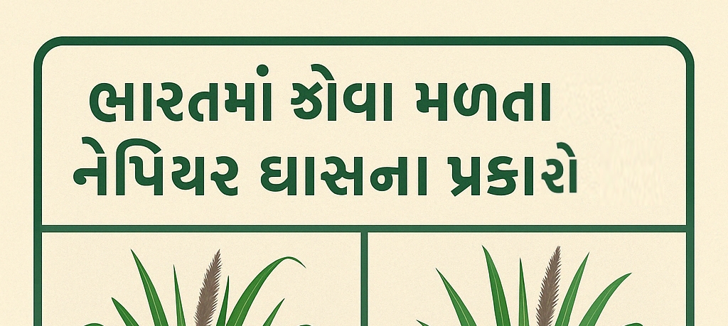 ભારતના લોકપ્રિય નેપિયર ઘાસ પ્રકારો અને ફાર્મ વેચાણ ભાવ, પ્રોસેસિંગ ખર્ચ અને તૈયાર ઉત્પાદનોના વેચાણભાવ