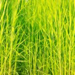 India popular Napier Grass Type And Farm Sale price, Processing Cost And Ready Products Sale price: