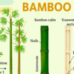 ð± Comprehensive Guide to Indian Bamboo Farming: Complete State-Wise Details ð±