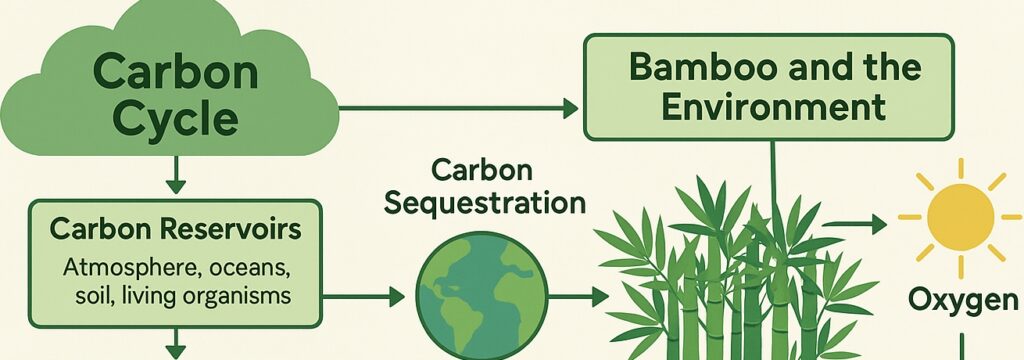ð± Carbon Cycle and the Role of Bamboo in the Environment ð±