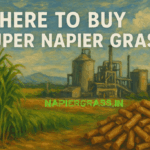 ð¿ Where to Buy Super Napier Grass (SNG): Best Suppliers, Prices, and Turnkey Support from PelletIndia