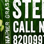 ð¿ Super Napier & Taiwan Napier Grass Stems for Sale