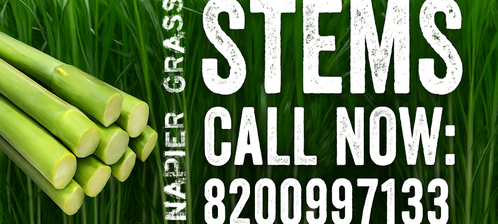 ð¿ Super Napier & Taiwan Napier Grass Stems for Sale