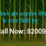 ð¿सुपर नेपियर और ताइवान नेपियर घास के डंठल बिक्री हेतु